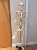 Skeleton